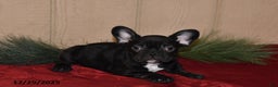 French Bulldog dogs for sale: Rosie - Ad 2