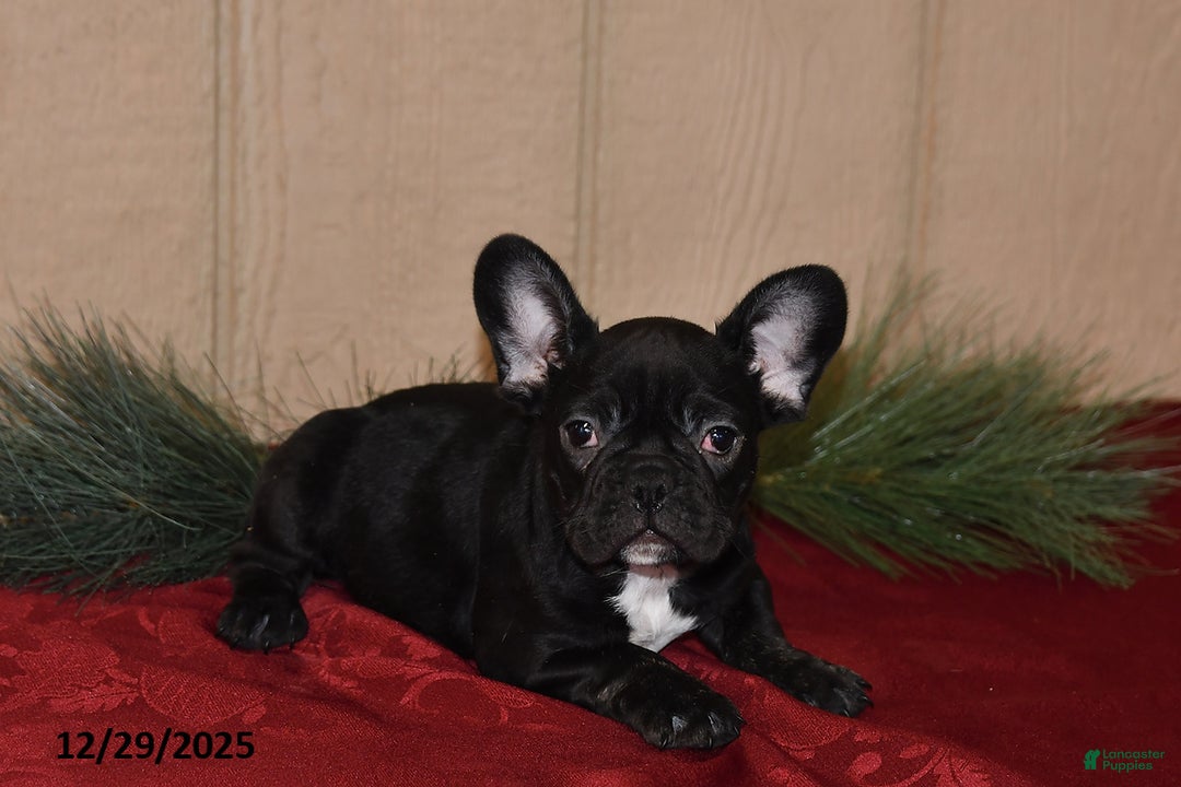 French Bulldog dogs for sale: Rosie - Ad 2