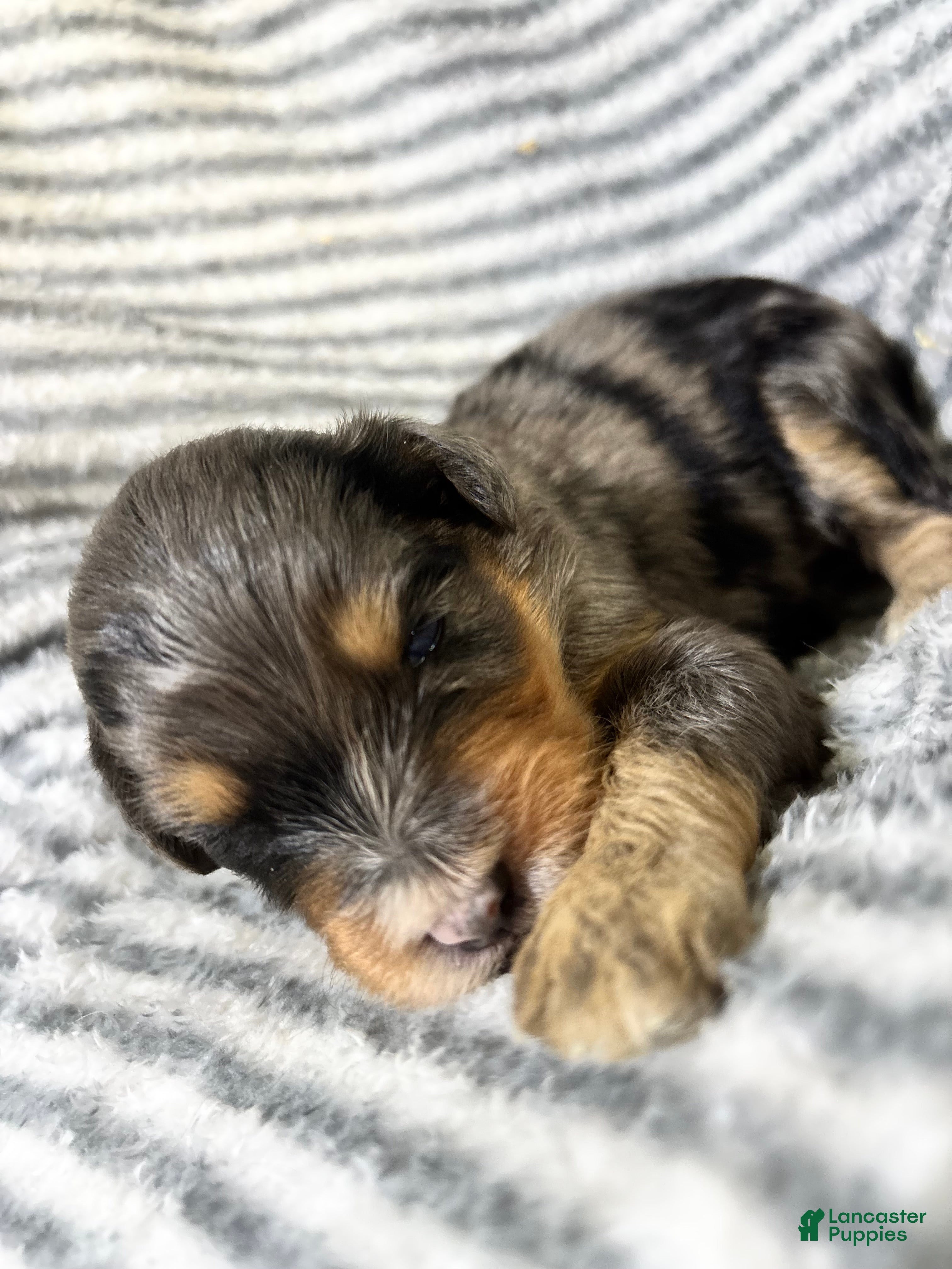 Aussiedoodle dogs Aussiedoodle 9 - Ad 1