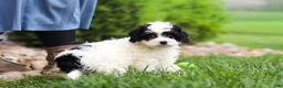 Cavapoo dogs for sale: Joy - Ad 1