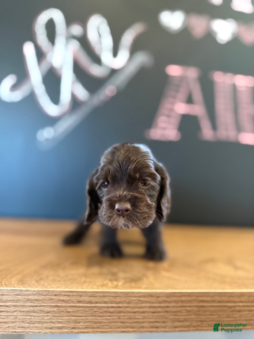 Cocker Spaniel dogs for sale: Chip - Ad 1