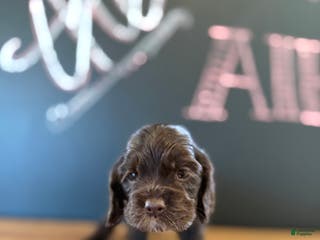 Cocker Spaniel dogs Chip - Ad 7