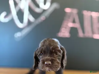 Cocker Spaniel dogs Chip - Ad 5