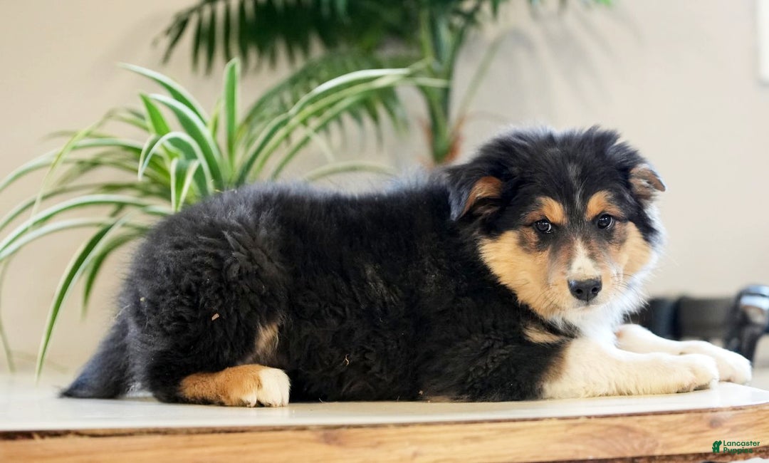 Australian Shepherd dogs for sale: Sarge - Ad 5