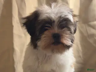 Shih Tzu dogs Shih Tzu Rylo - Ad 18