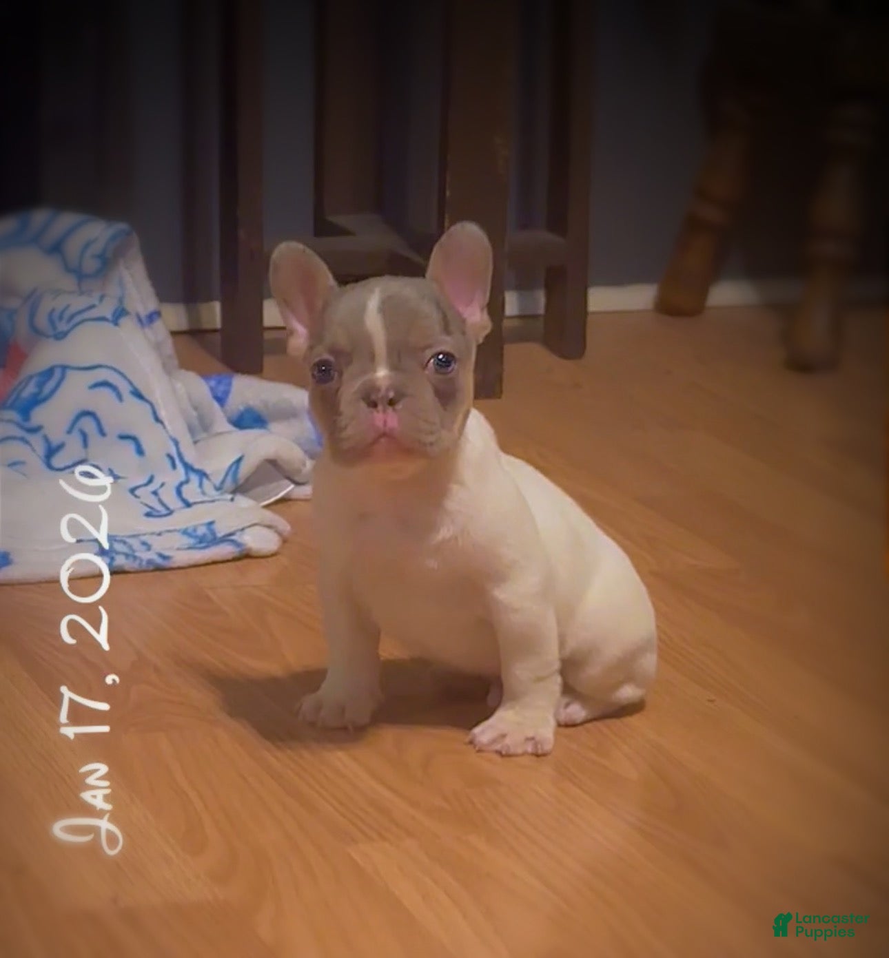 French Bulldog dogs Cupid  - Ad 27