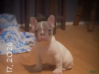 French Bulldog dogs Cupid - Ad 6