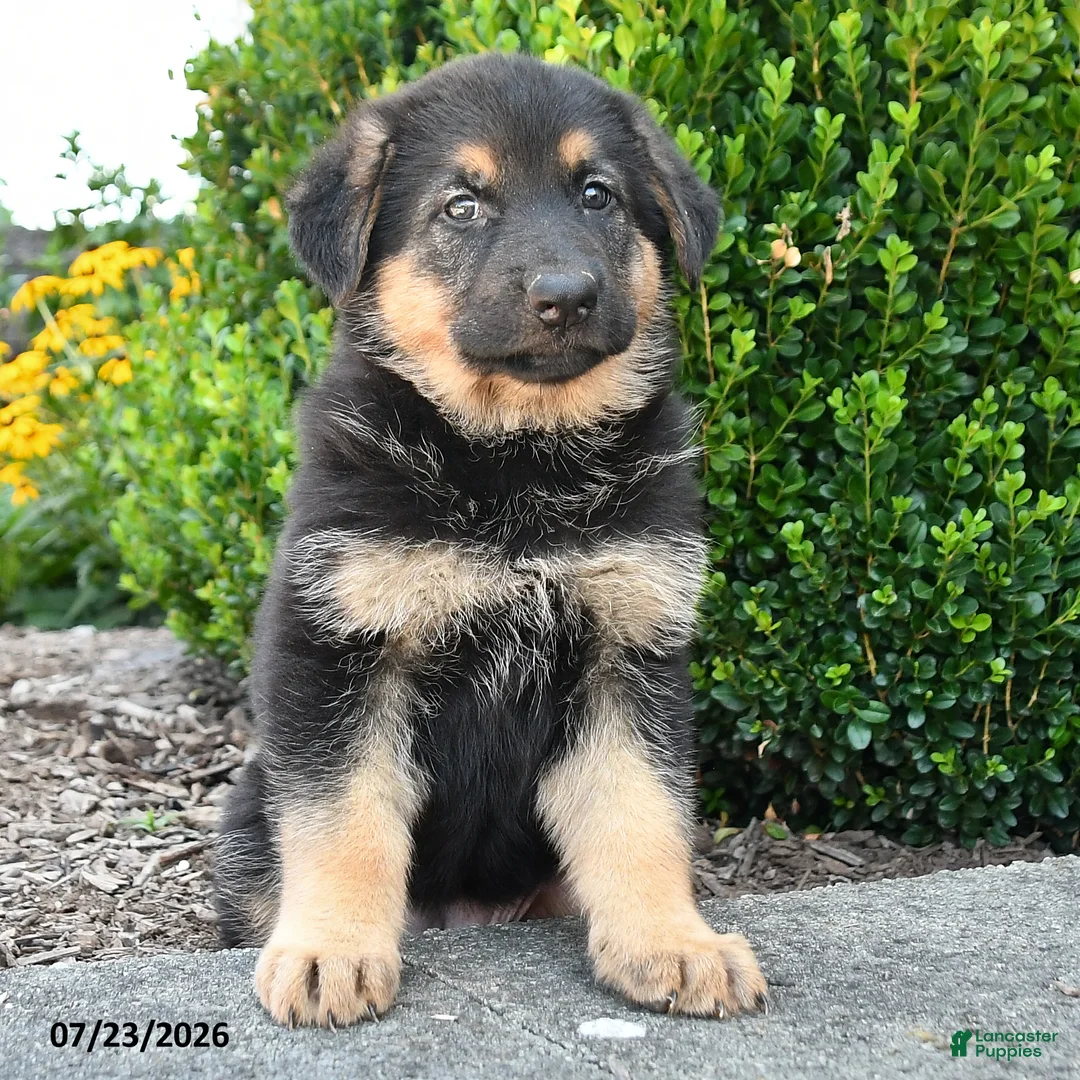 German Shepherd dogs for sale: Dalia - Ad 2