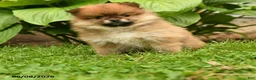 Pomeranian dogs for sale: Harley - Ad 4