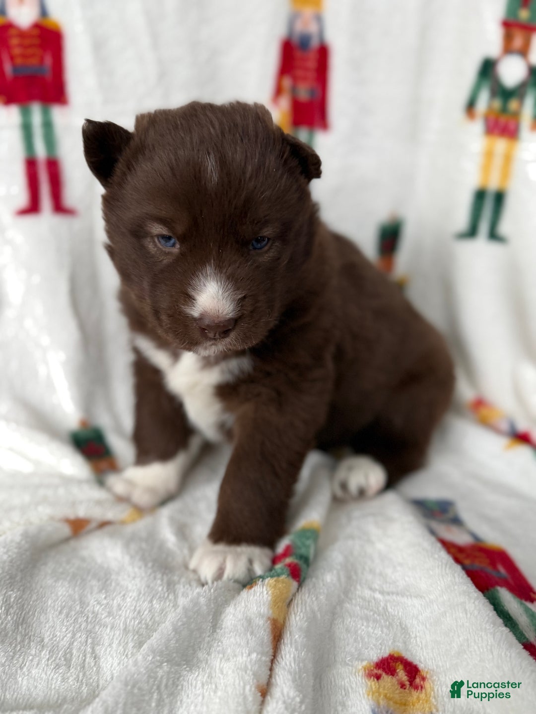 Siberian Husky dogs for sale: Nutmeg - Ad 2