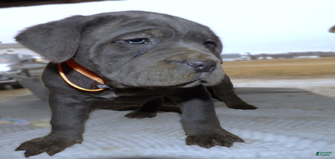 Gallery Image {{count}}