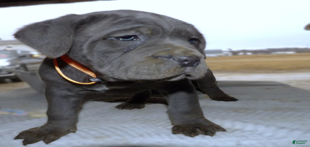 Gallery Image {{count}}