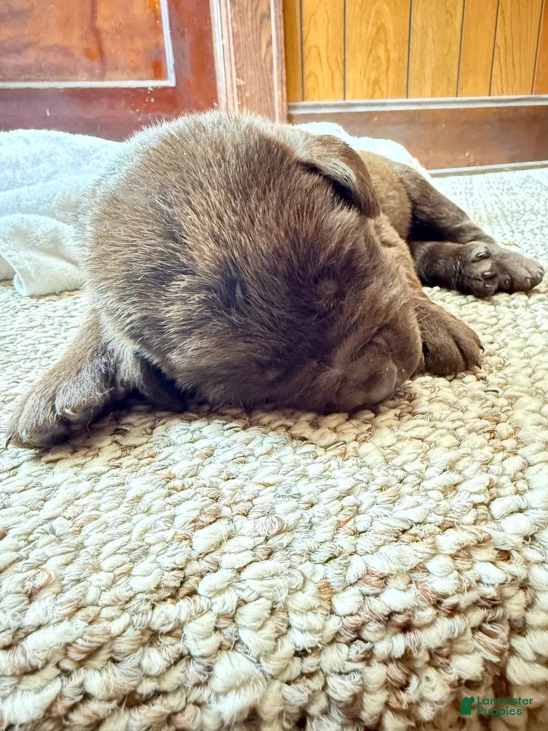 Labrador Retriever dogs for sale: Labrador Retriever Puppy 3 - Ad 1