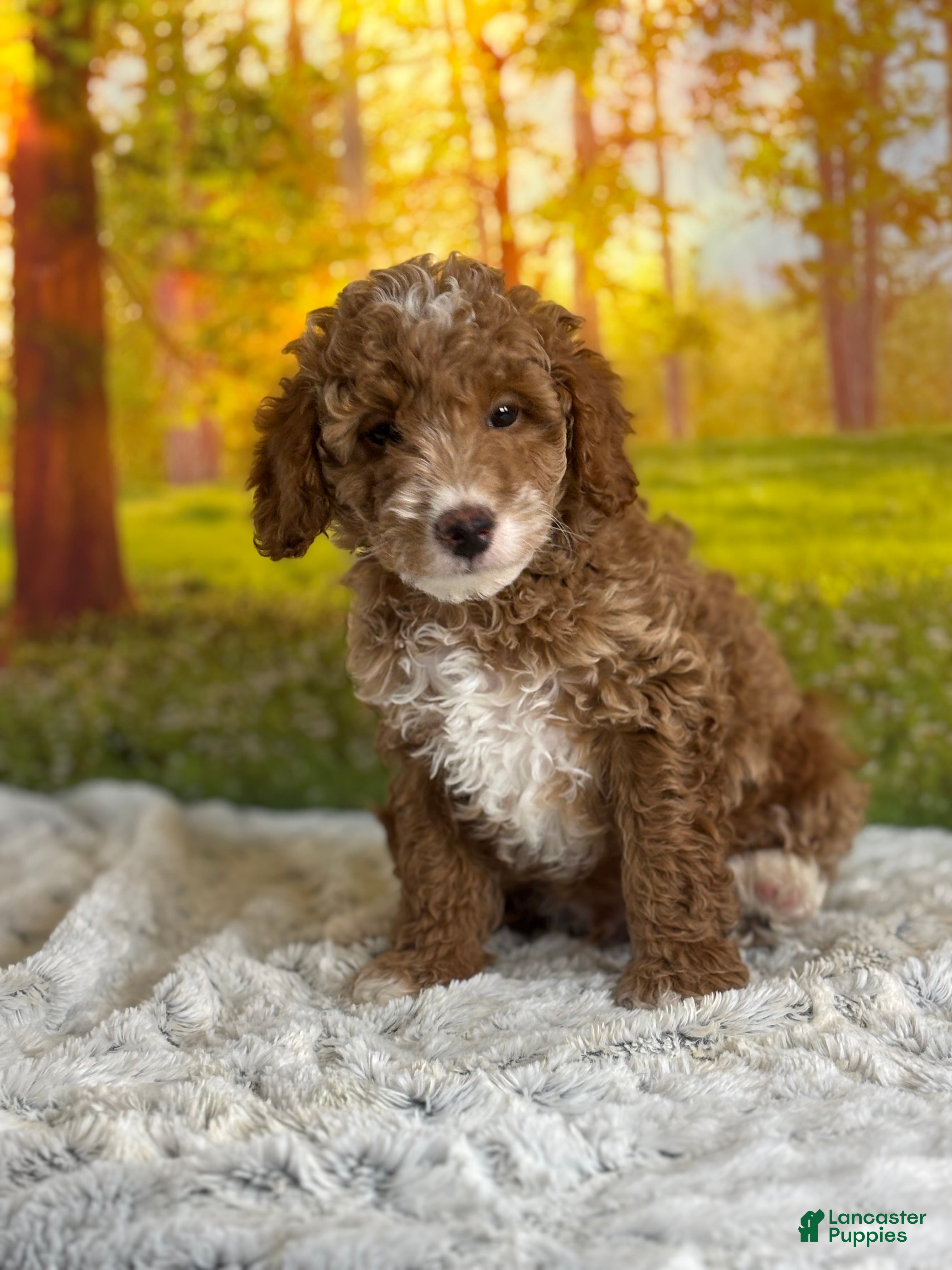 Mini Goldendoodle dogs Murphy - Ad 2