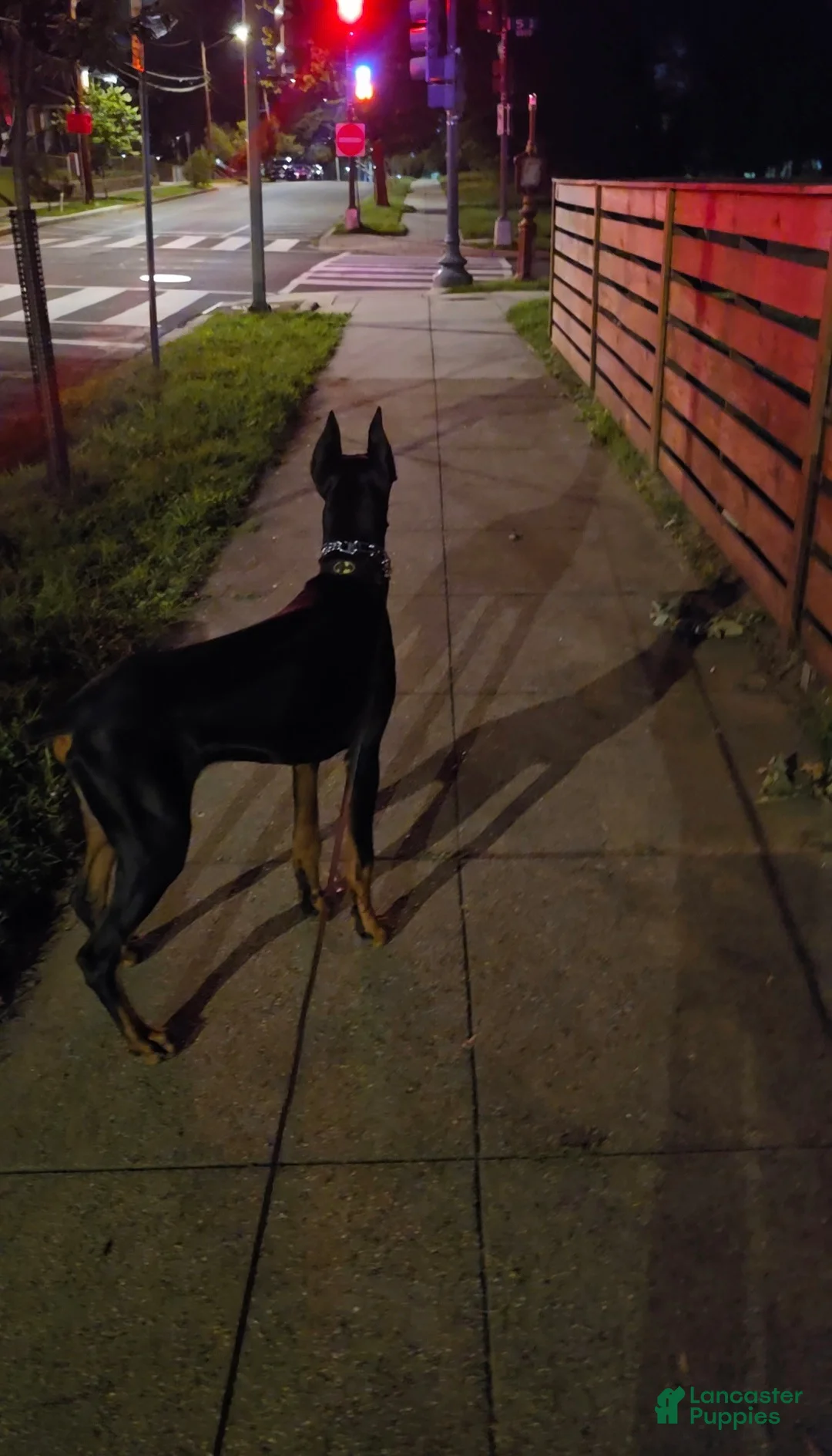 Doberman Pinscher dogs for sale: Prince Charming - Ad 24