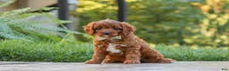 Cavapoo dogs for sale: Benji - Ad 5