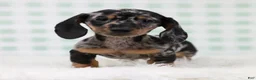 Miniature Dachshund dogs for sale: Pierre 🫐 - Ad 5