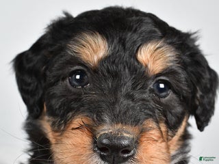 Bernedoodle dogs - Ad 5