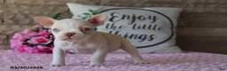 Frenchton dogs for sale: Rose  - Ad 4