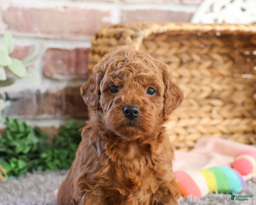 Mini Goldendoodle dogs for sale: Sarah - Ad 4