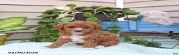 Toy Poodle dogs for sale: Pierre - Ad 1