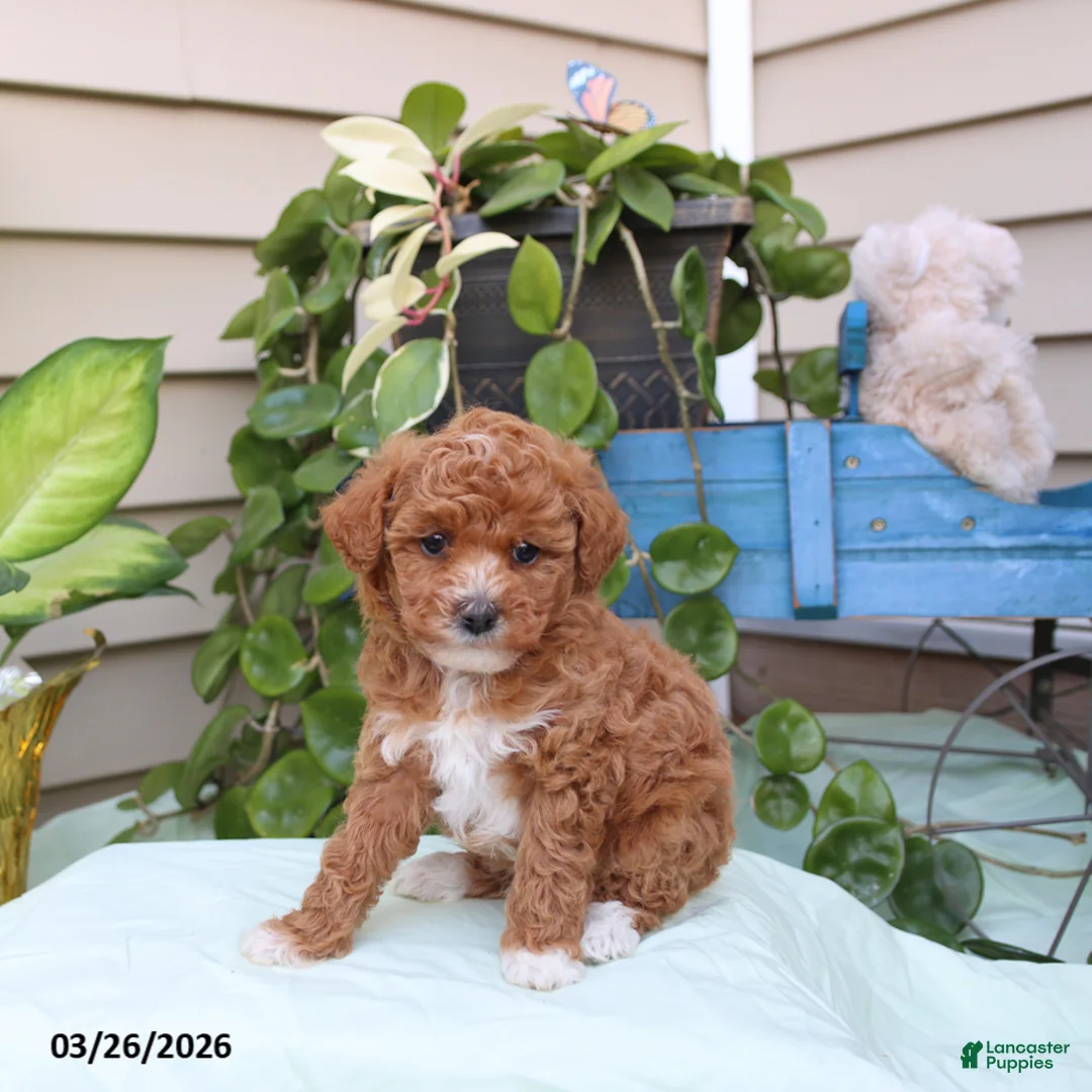 Toy Poodle dogs for sale: Pierre - Ad 1