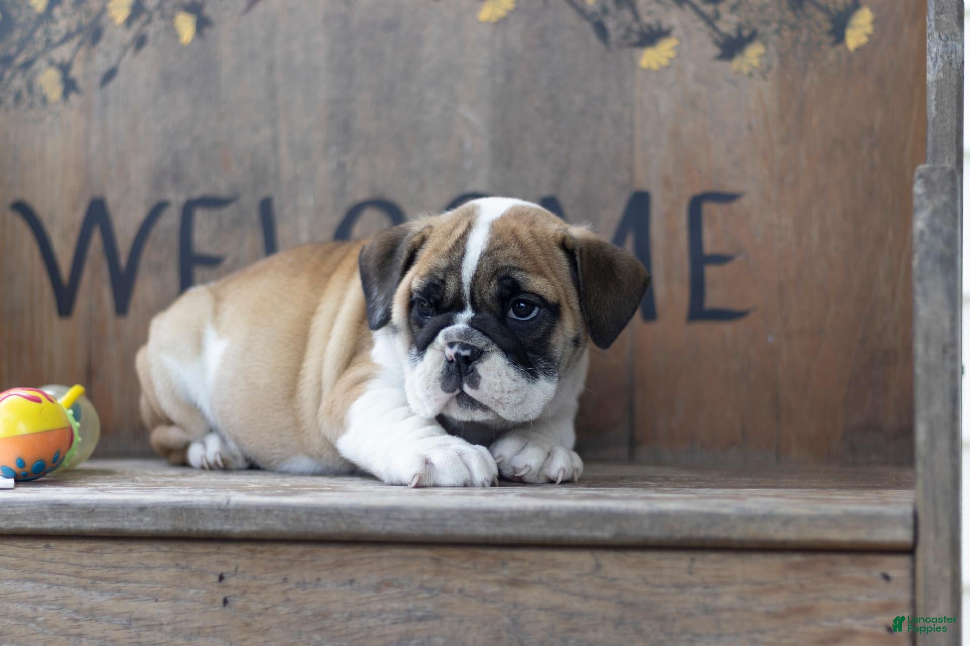 English Bulldog dogs English Bulldog 3 - Ad 2