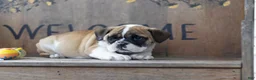 English Bulldog dogs for sale: English Bulldog 3 - Ad 2