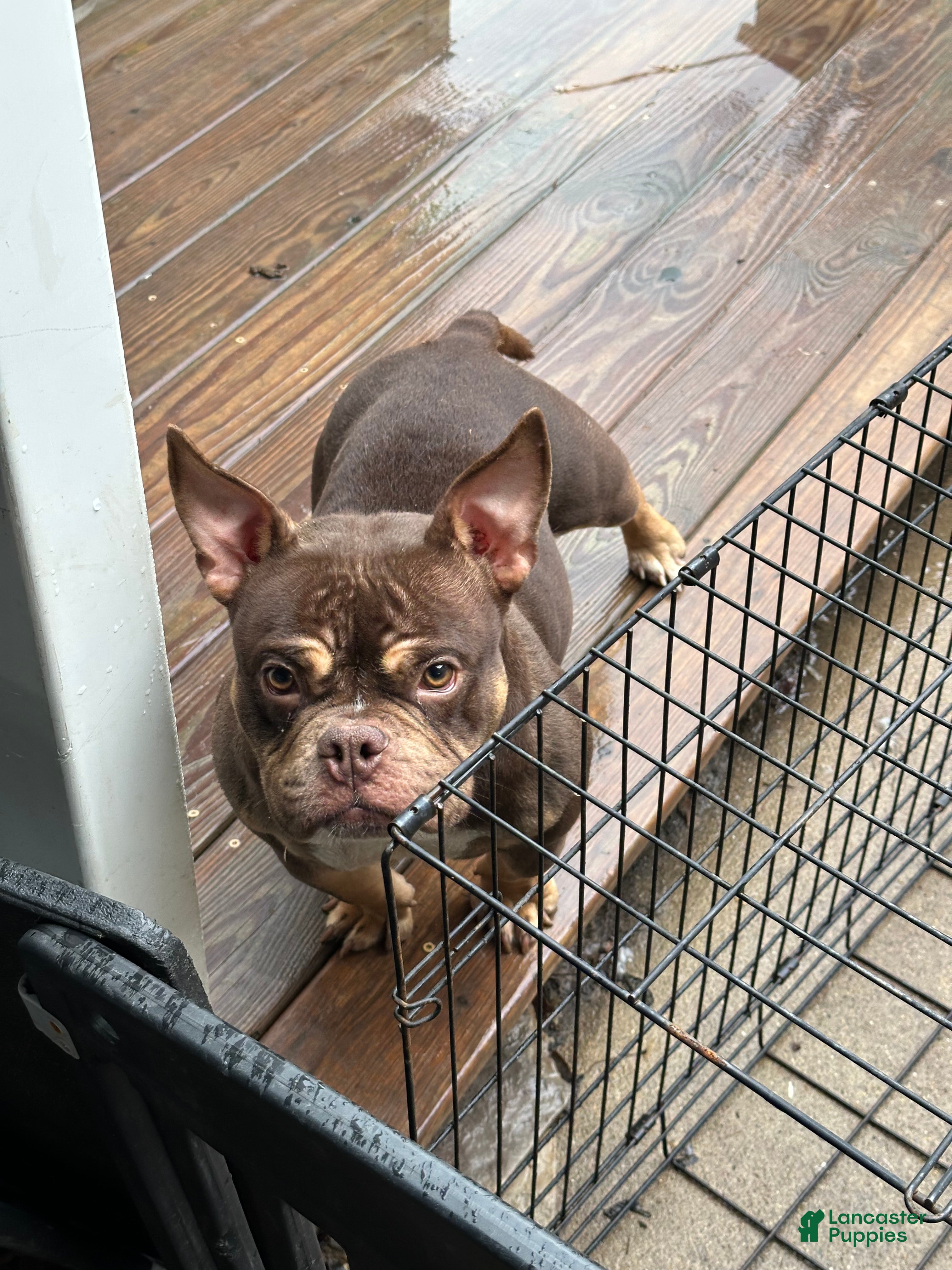 American Bully dogs Krillin - Ad 2
