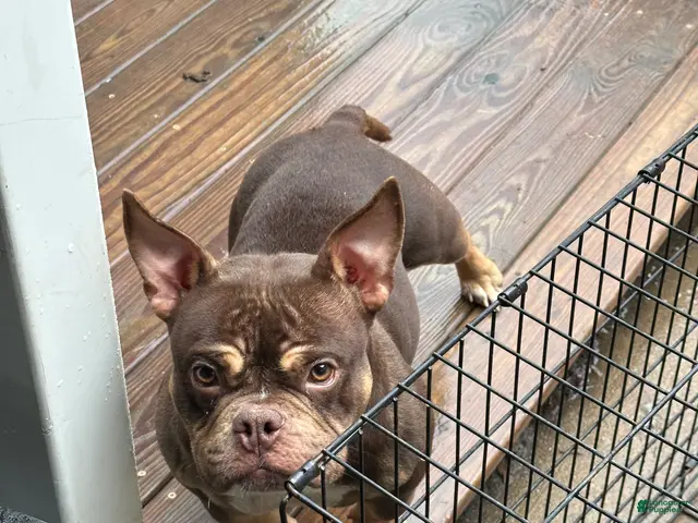 American Bully dogs for sale: Krillin - Ad 2