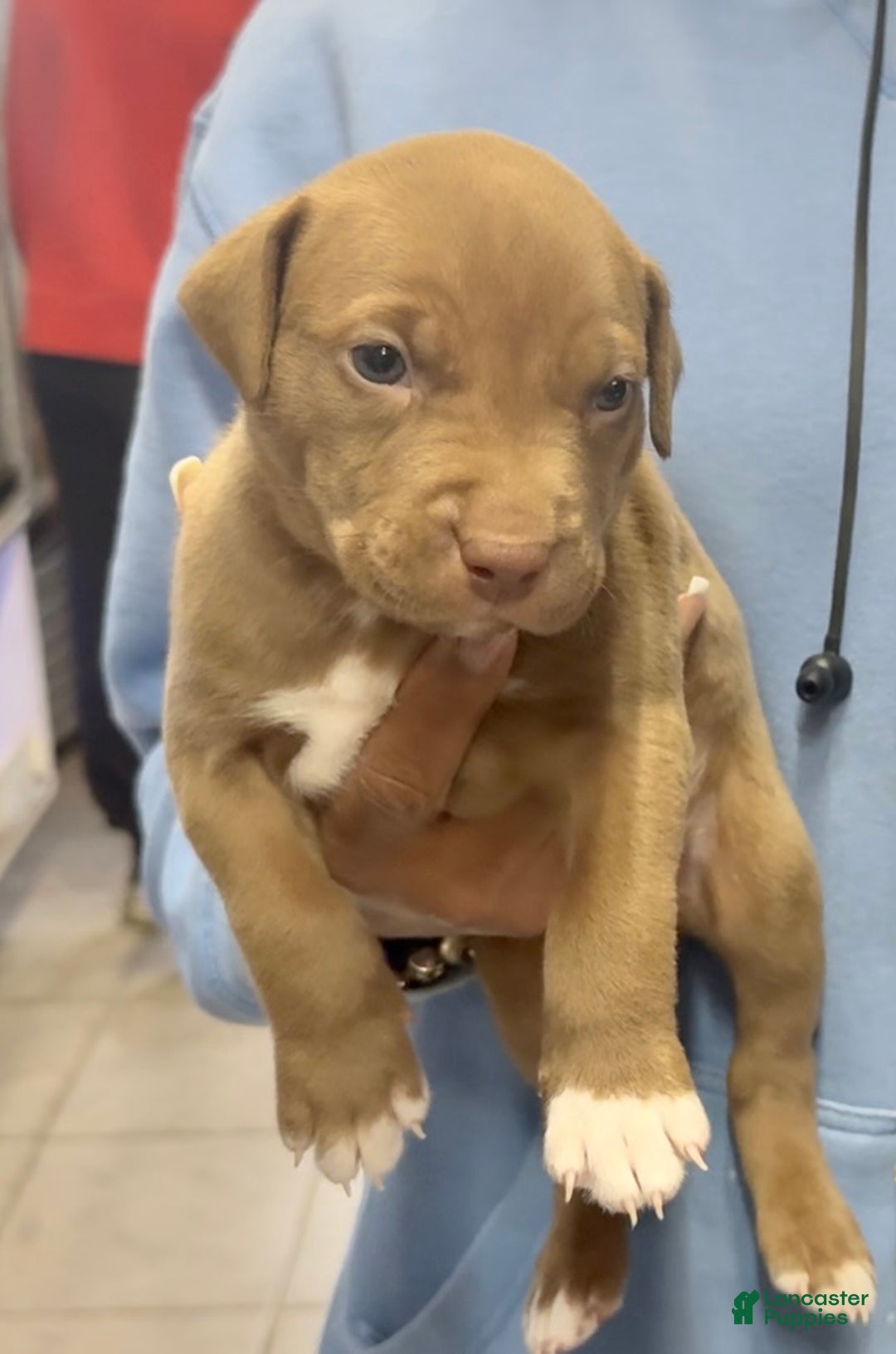 American Bully dogs for sale: American Bully Puppy 1 - Ad 1