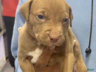 American Bully dogs American Bully Puppy 1 - Ad 33