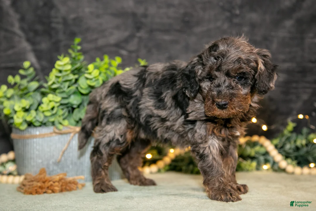 Miniature Poodle dogs for sale: Karter - Ad 3