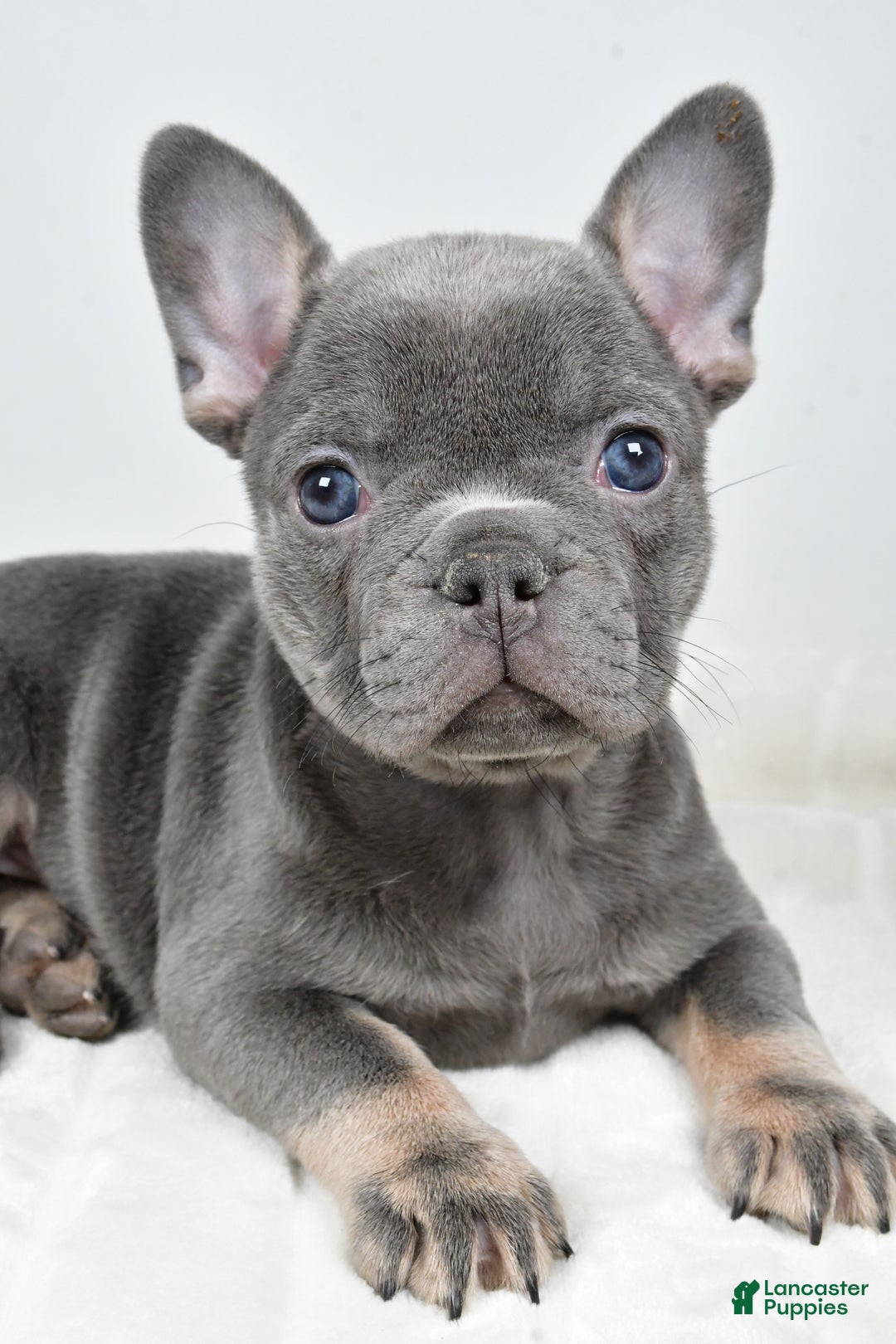 French Bulldog dogs for sale: Faith - Ad 2