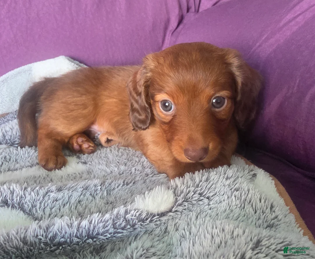Miniature Dachshund dogs for sale: Max - Ad 1