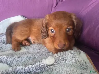 Miniature Dachshund dogs for sale: Max - Ad 1