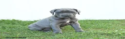 Cane Corso dogs for sale: River - Ad 13