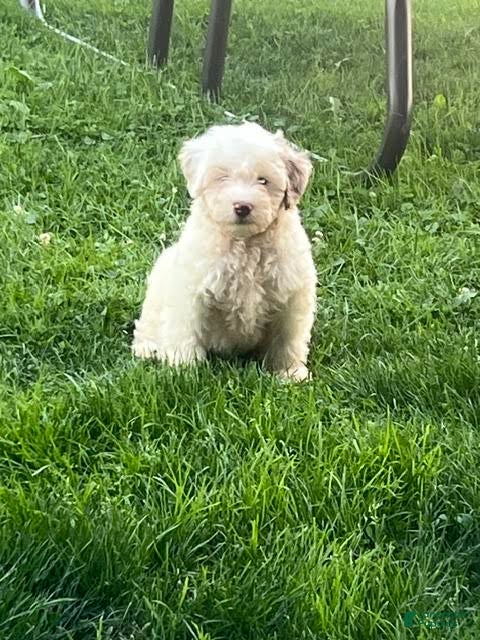 Mini Aussiedoodle dogs Fizz Mini Aussiedoodle  - Ad 2