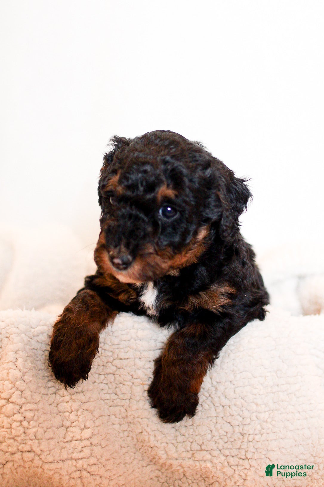 Mini Bernedoodle dogs Beau  - Ad 4