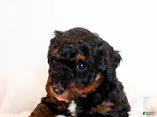 Mini Bernedoodle dogs Beau - Ad 4