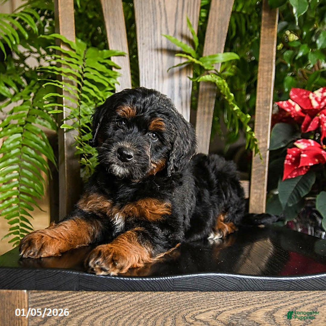 Mini Bernedoodle dogs for sale: Tucker - Ad 2