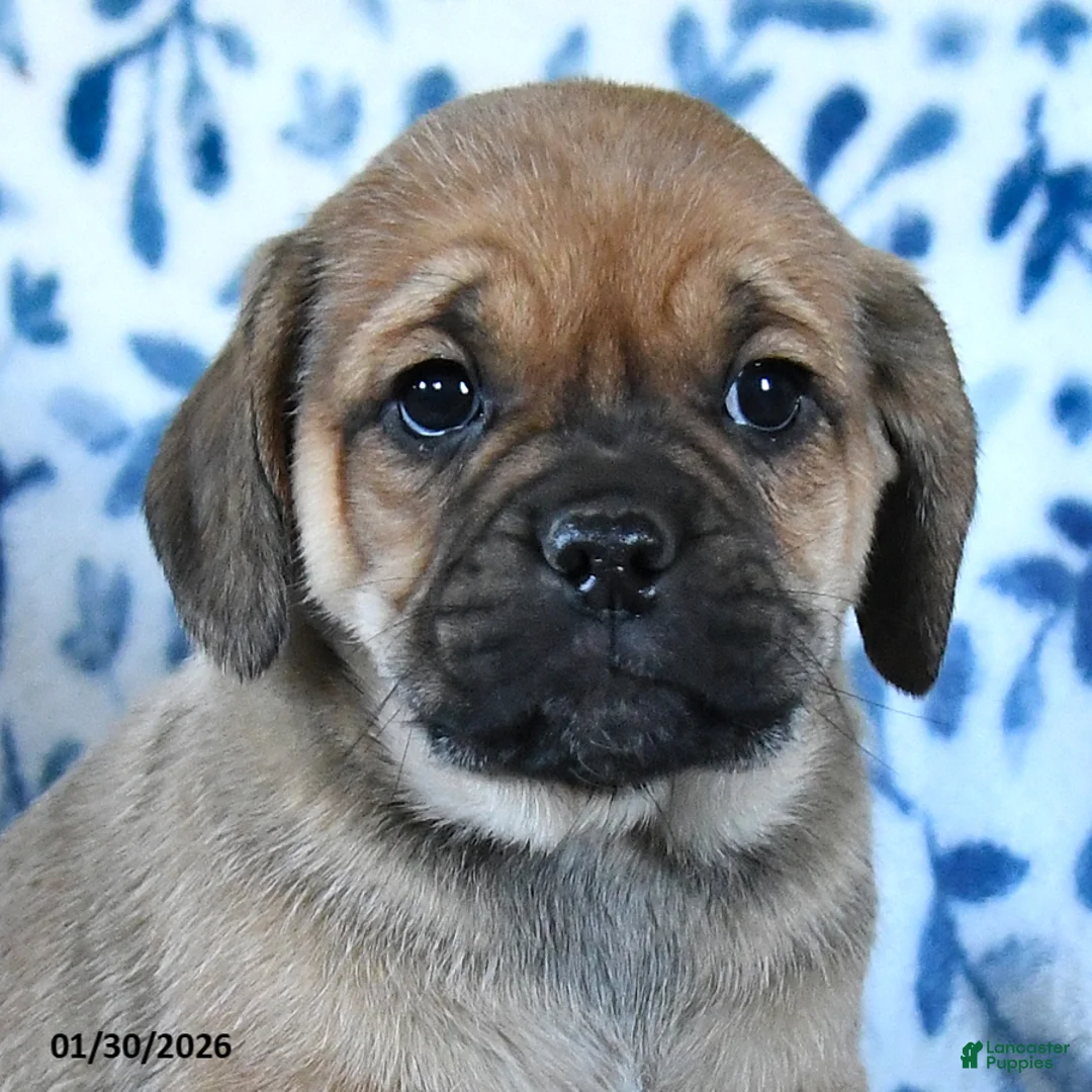 Puggle dogs for sale: Sprout - Ad 5