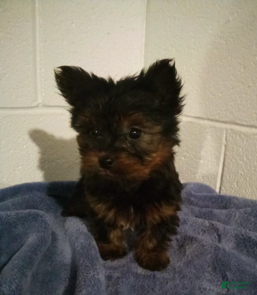 Yorkshire Terrier dogs for sale: Charlie - Ad 2