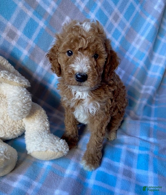 Mini Goldendoodle dogs Chief - Ad 29