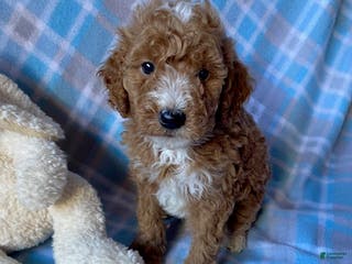 Mini Goldendoodle dogs Chief - Ad 21