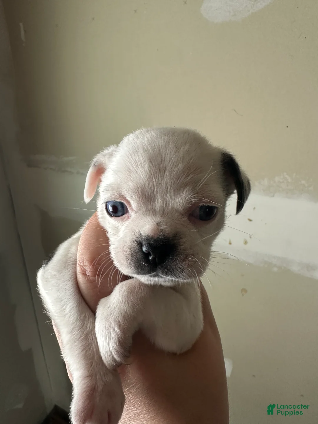 Pug dogs for sale: Lila - Ad 2