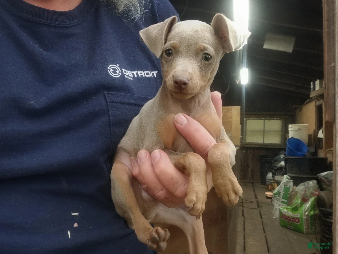 Miniature Pinscher dogs for sale: Tex - Ad 4