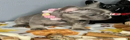 French Bulldog dogs for sale: Blue & Tan Girl - Ad 3
