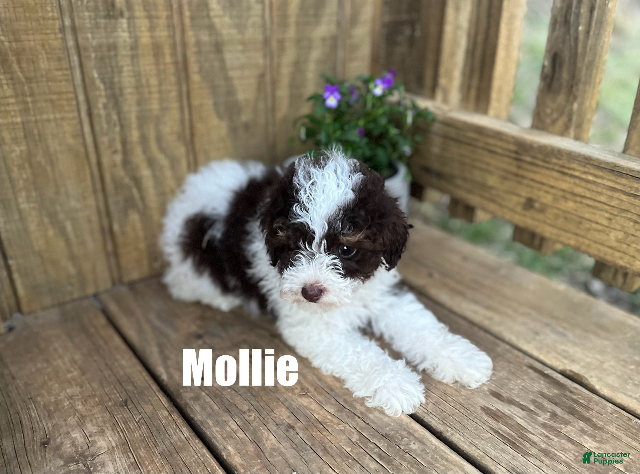 Miniature Poodle dogs Mollie - Ad 19
