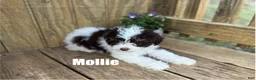 Miniature Poodle dogs for sale: Mollie - Ad 1